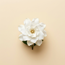 Gardenia