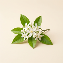 Orange Blossom